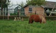 Lotte de pony